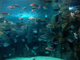 Pohled na ryby v Cretaquariu Thalassocosmos Cretaquarium Thalassocosmos - ryby