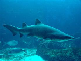 Pohled na malého žraloka v Cretaquariu Thalassocosmos Cretaquarium Thalassocosmos - malý žralok