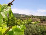Krétské Chandras s okolními vinicemi