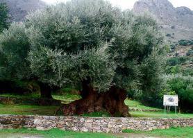 Kavousi - nejstarší krétský olivovník